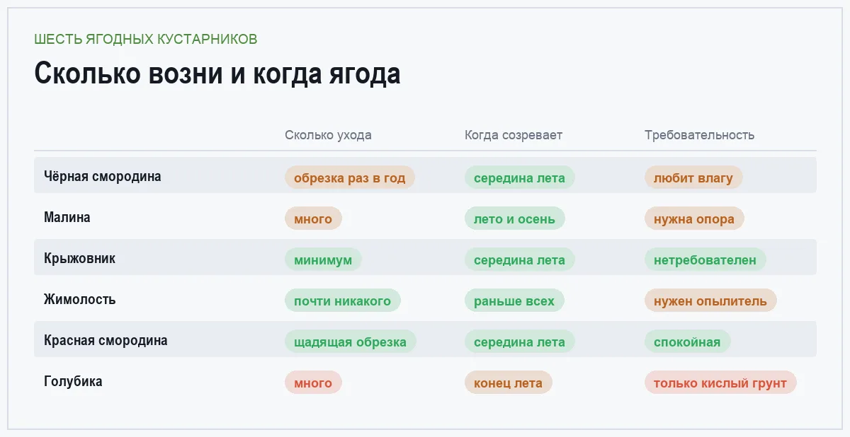 Инфографика: уход, срок созревания и требовательность к почве у шести ягодных кустарников